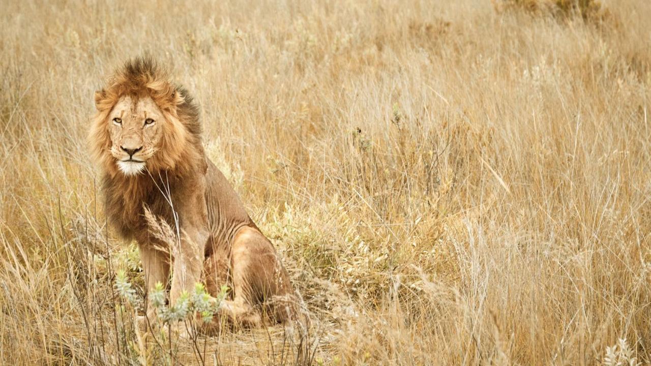 Nkomazi Game Reserve By Newmark Badplaas Bagian luar foto