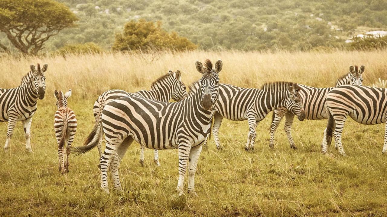 Nkomazi Game Reserve By Newmark Badplaas Bagian luar foto