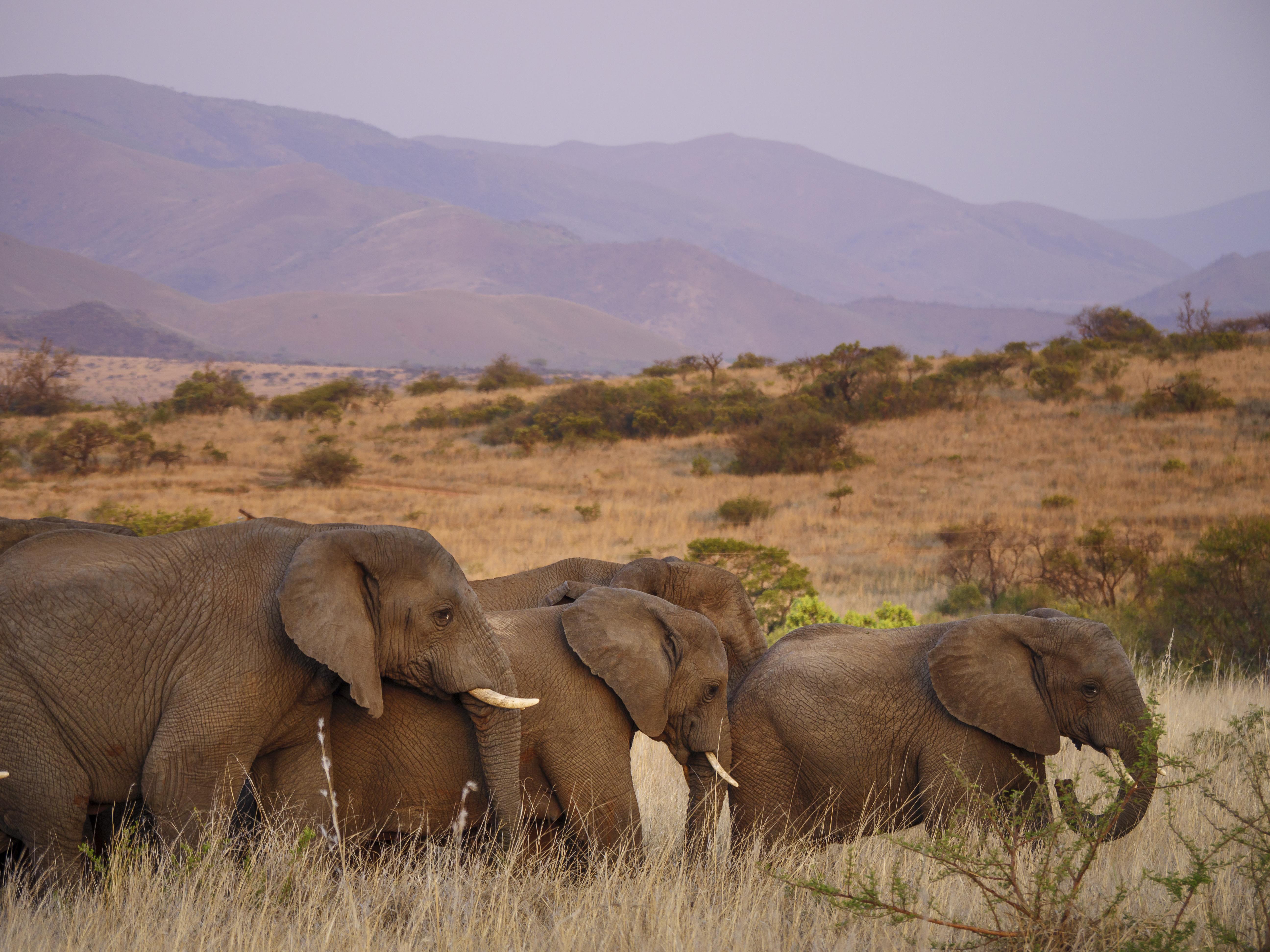 Nkomazi Game Reserve By Newmark Badplaas Bagian luar foto