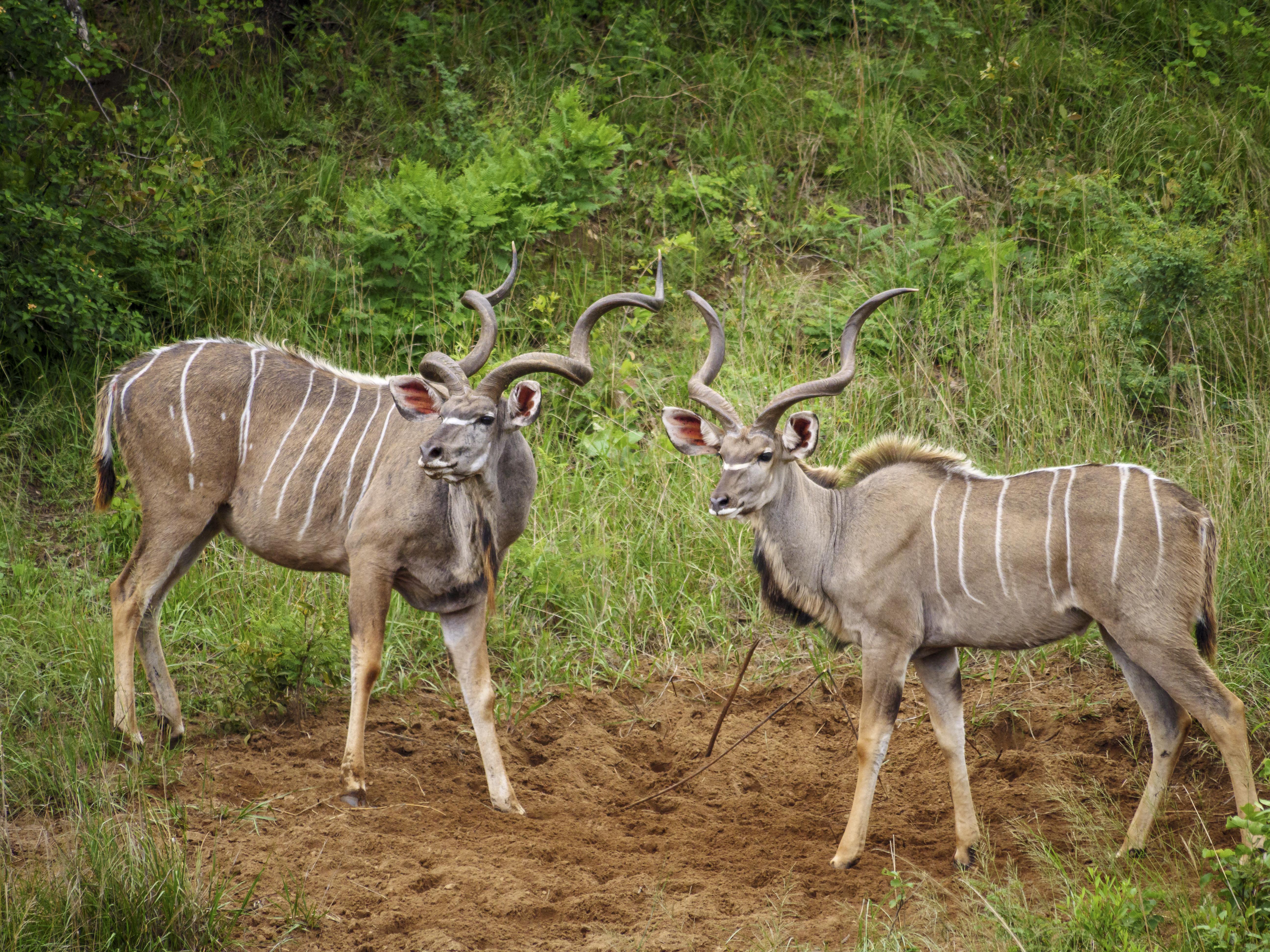 Nkomazi Game Reserve By Newmark Badplaas Bagian luar foto